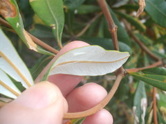 Stegommata sulfuratella