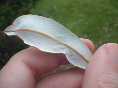 Stegommata sulfuratella