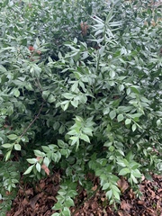 Ruscus