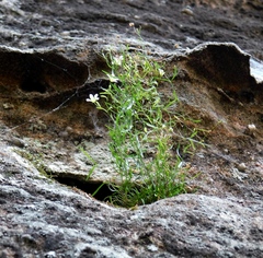 Mononeuria cumberlandensis