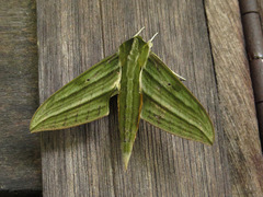 Xylophanes aristor