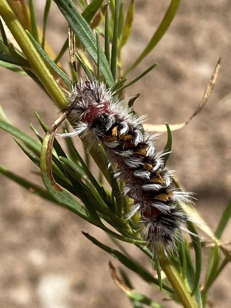 Pygoctenucha terminalis from Cibola National Forest, Tijeras, NM, US on