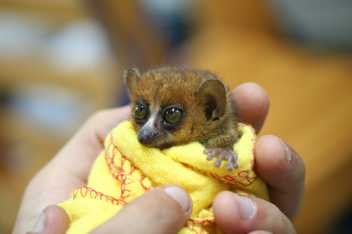 Microcebus rufus