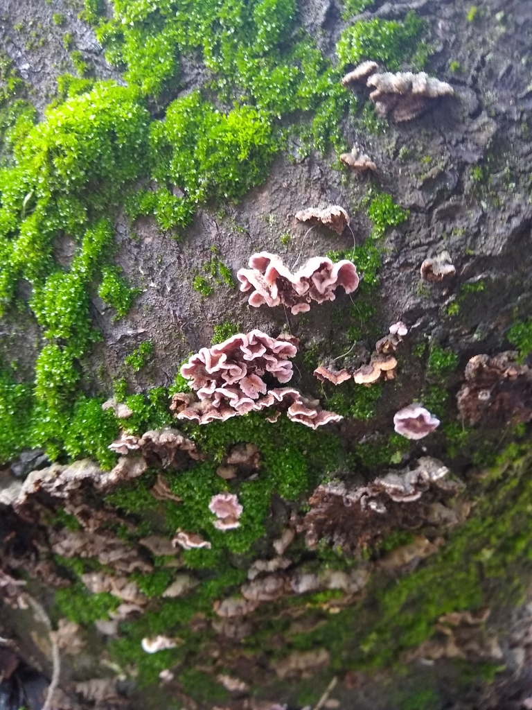 Chondrostereum purpureum · July 2023 · photo: © lechuzoologo (iNaturalist, cc-by)