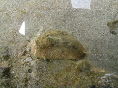 Dolabrifera nicaraguana