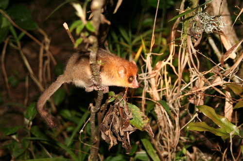 Rufous Mouse Lemur
