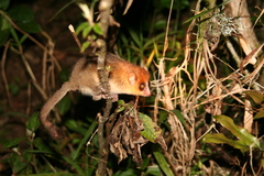 Microcebus rufus