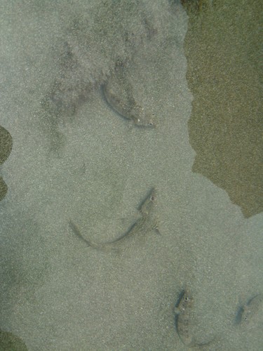 Malacoctenus sudensis
