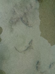 Malacoctenus sudensis