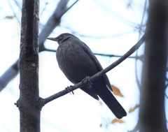 Turdus merula