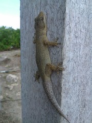 Phyllodactylus reissii