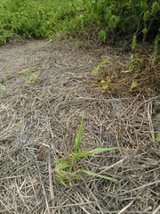 Medopheos edracanthus