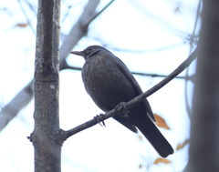 Turdus merula