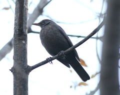 Turdus merula