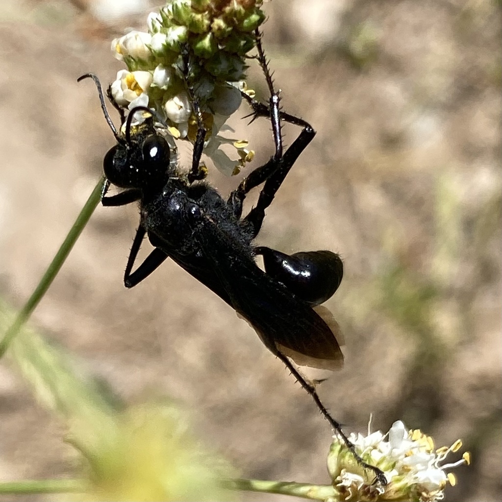 Prionyx subatratus