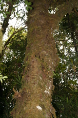 Ficus tiliifolia