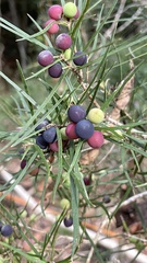 Native Olive (Notelaea)