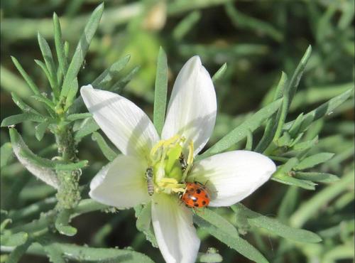 Variegated Lady Beetle