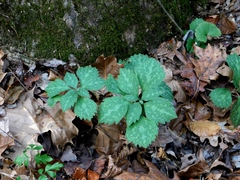 Pachysandra procumbens