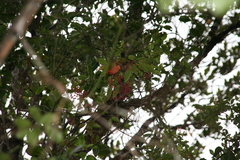 Medinilla humbertiana