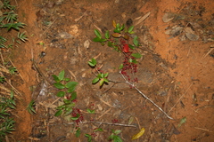 Medinilla humbertiana