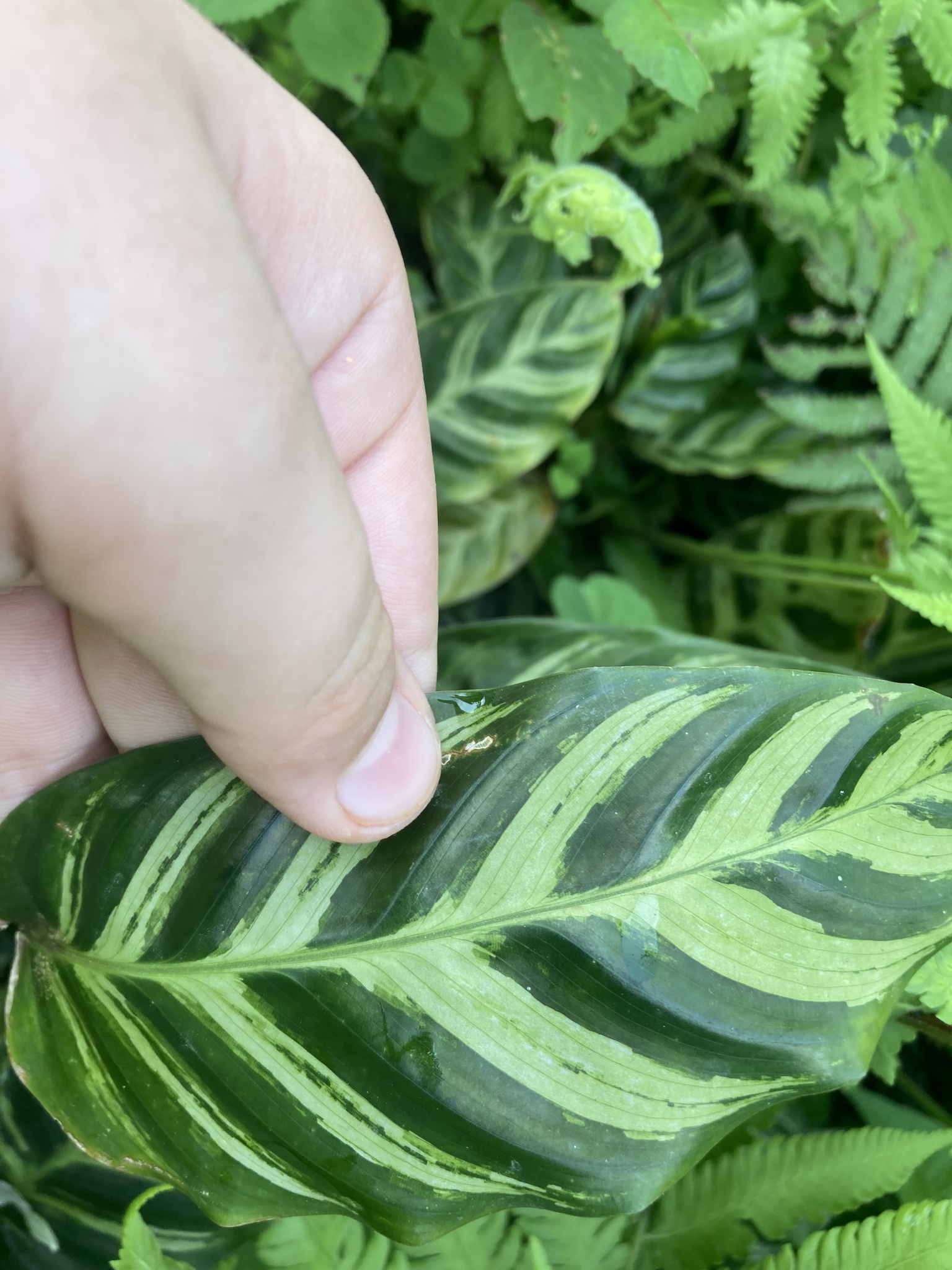 Imagem de Maranta white fusion