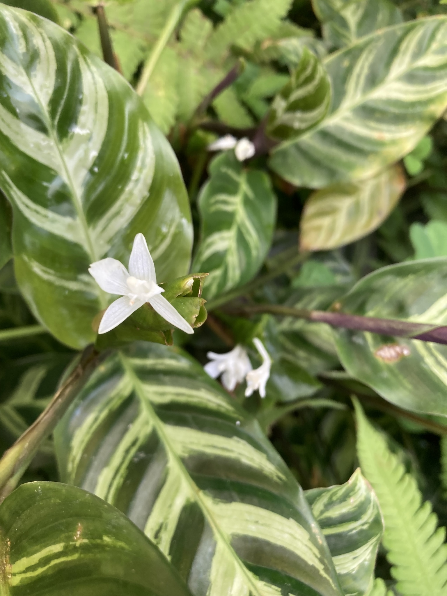 Imagem de Maranta white fusion