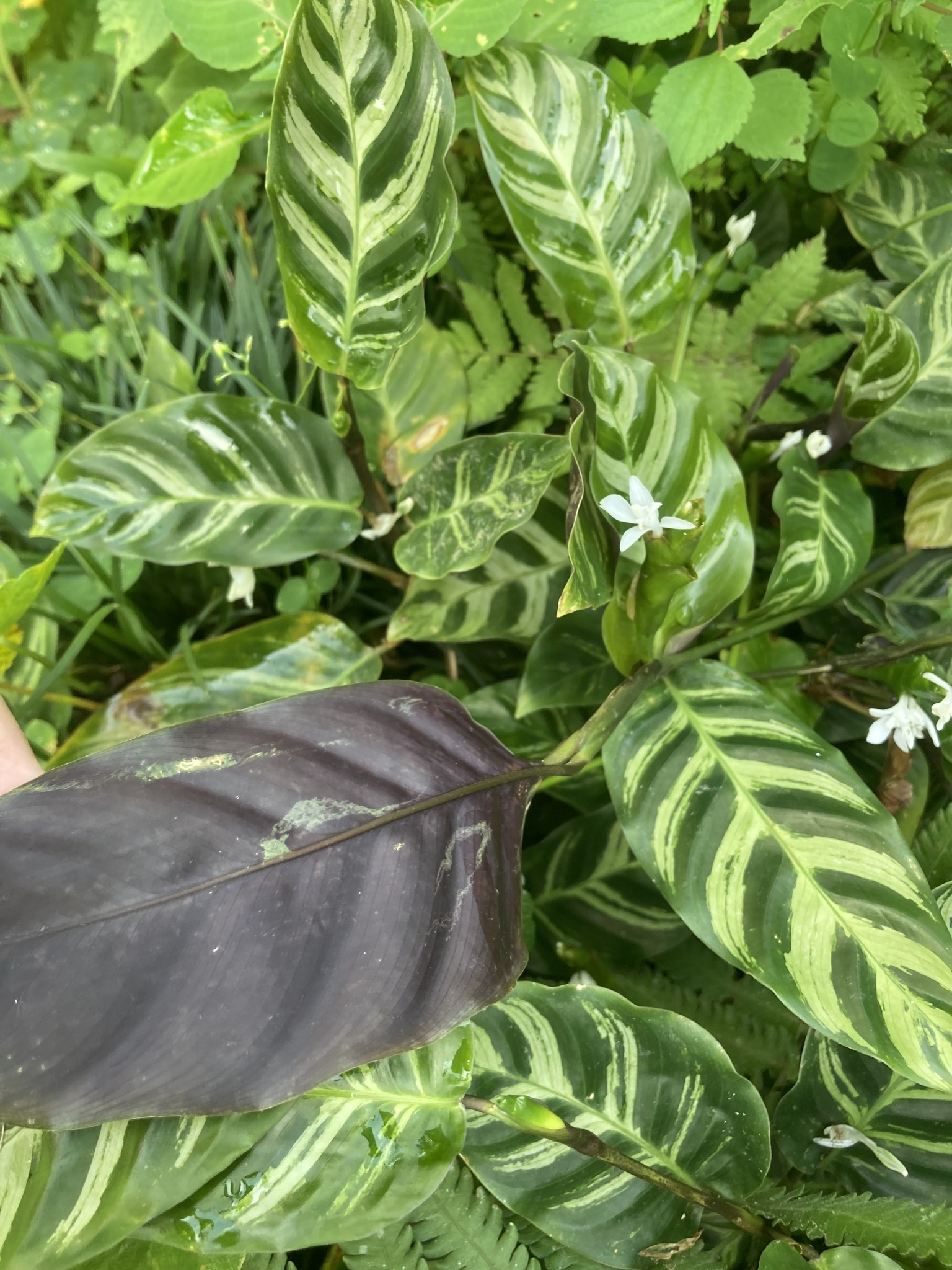 Imagem de Maranta white fusion