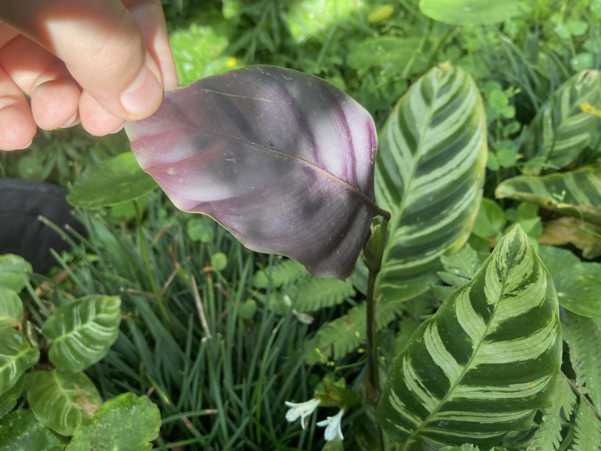 Imagem de Maranta white fusion