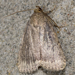 Amphipyra glabella