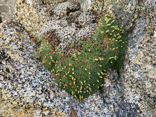 Androsace pyrenaica (Androsace pyrenaica)