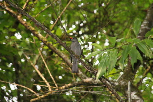 Malagasy Bulbul (Hypsipetes madagascariensis), photo 2