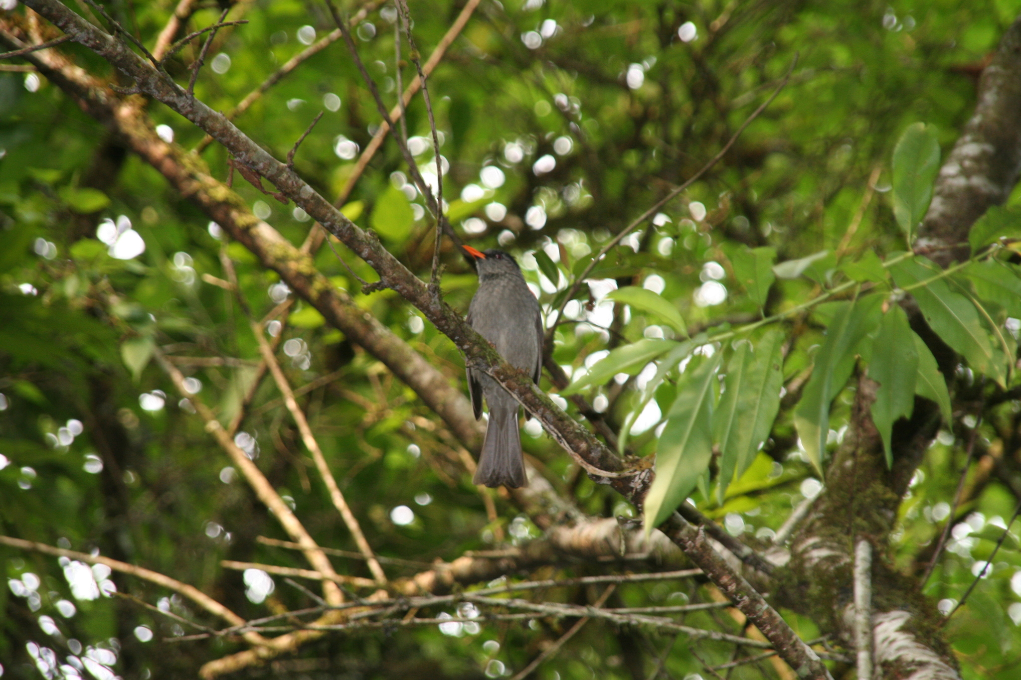 Malagasy Bulbul