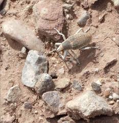 Conorhynchus conirostris