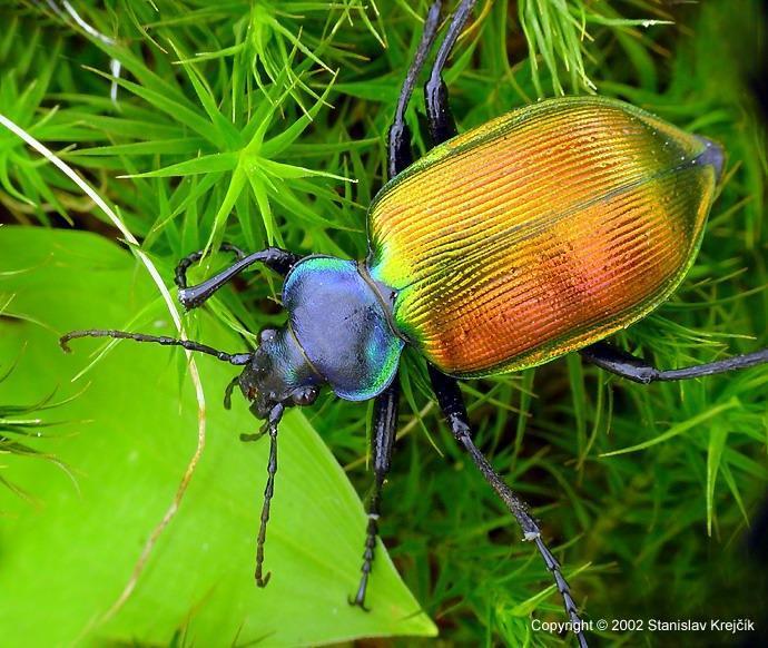 Forest Caterpillar Hunter (NPS National Capital Region Beetle Species ...