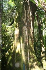 Ficus tiliifolia