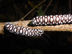 Tithorea harmonia salvadoris