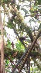 Acropternis orthonyx