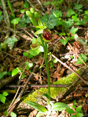 Ophrys sphegodes sphegodes