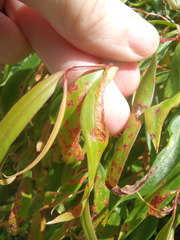 Austropuccinia psidii image