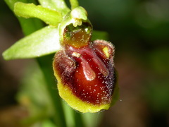 Ophrys sphegodes sphegodes