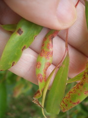 Austropuccinia psidii image