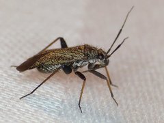 Orthocephalus saltator