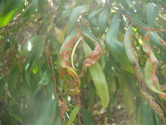 Austropuccinia psidii image
