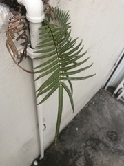 Pteris vittata