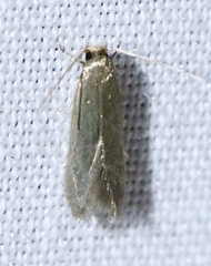 Phaeoses sabinella
