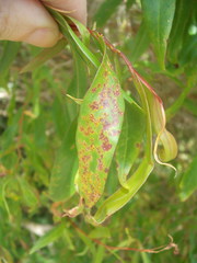 Austropuccinia psidii image