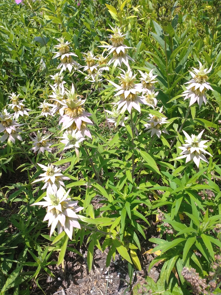 spotted horse mint in July 2023 by Christine · iNaturalist