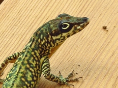 Anolis roquet