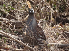 Callipepla douglasii